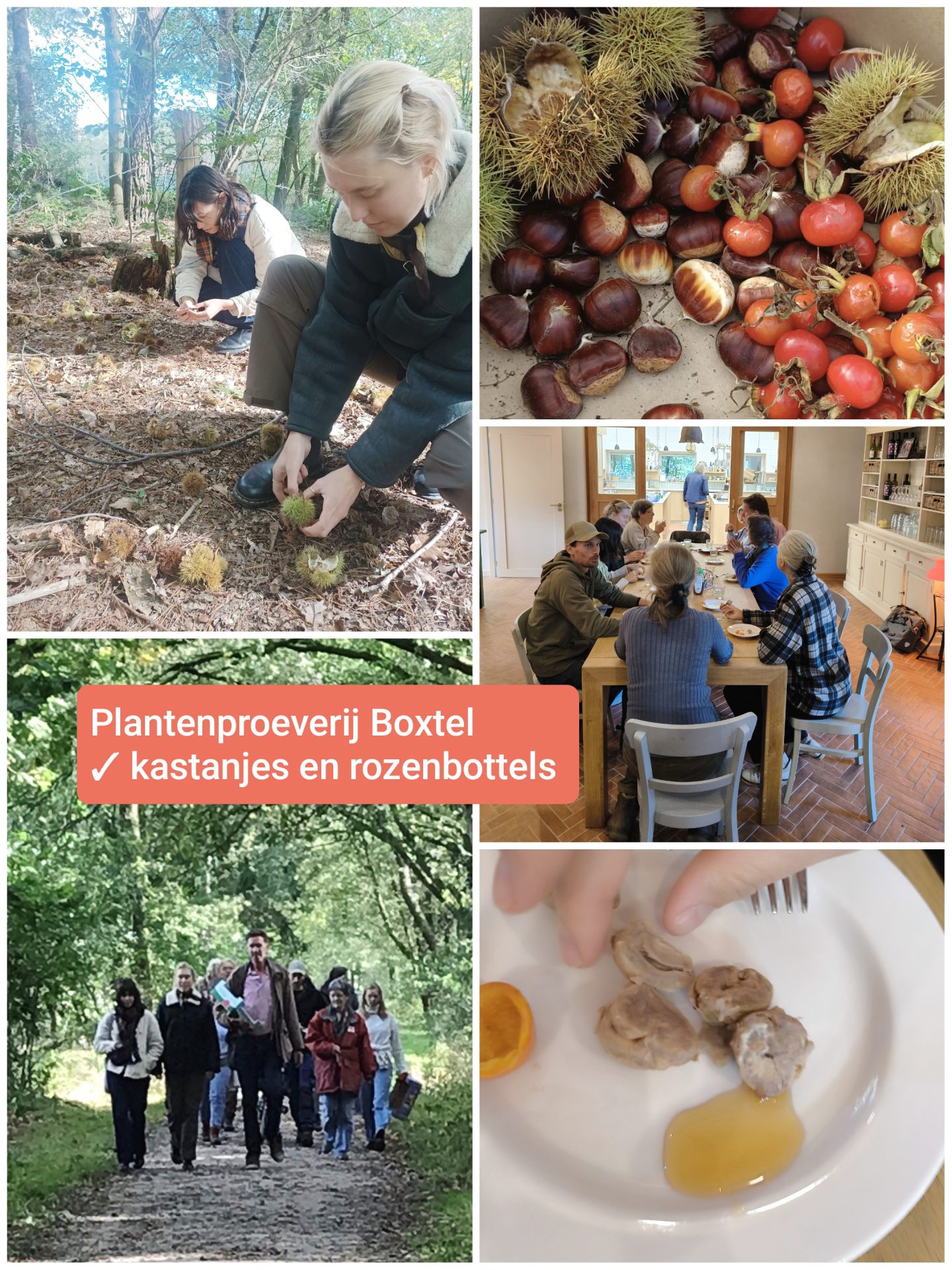 Ontdek eetbare planten en bomen, lekker en lokaal